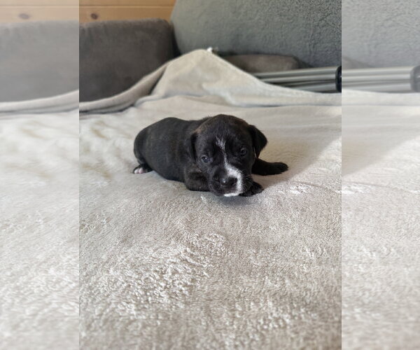 Medium Photo #1 American Staffordshire Terrier-Unknown Mix Puppy For Sale in Holly Springs, NC, USA