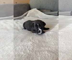 American Staffordshire Terrier-Unknown Mix Dogs for adoption in Holly Springs, NC, USA