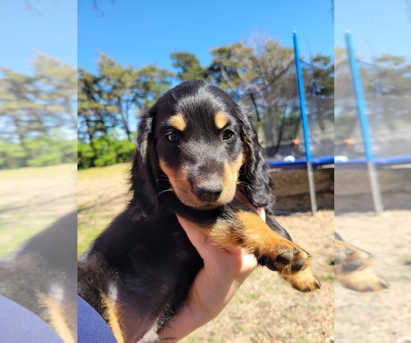 Medium Photo #3 Dachshund Puppy For Sale in HUNTER, OK, USA