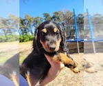 Small Photo #3 Dachshund Puppy For Sale in HUNTER, OK, USA