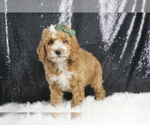 Medium Photo #5 Poodle (Miniature) Puppy For Sale in WARSAW, IN, USA