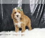 Small Photo #5 Poodle (Miniature) Puppy For Sale in WARSAW, IN, USA