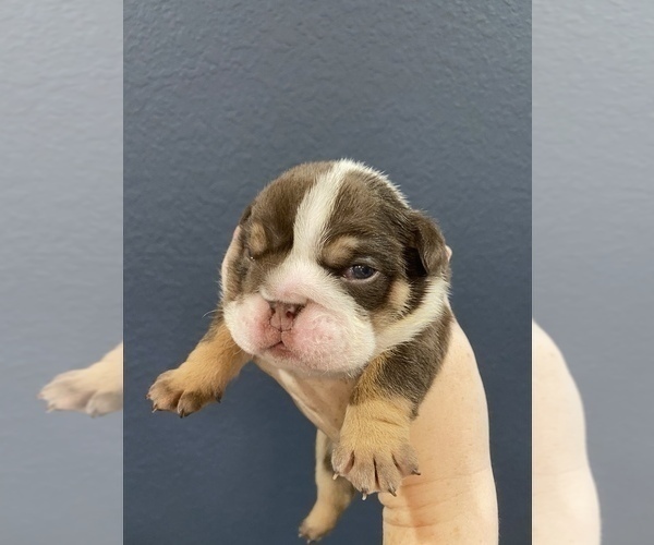Medium Photo #4 English Bulldog Puppy For Sale in KATY, TX, USA