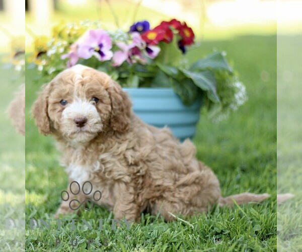 Medium Photo #2 Cavapoo (Miniature) Puppy For Sale in QUARRYVILLE, PA, USA