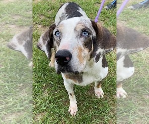 Darla - Female Mutt Dog for Adoption - Photo #5