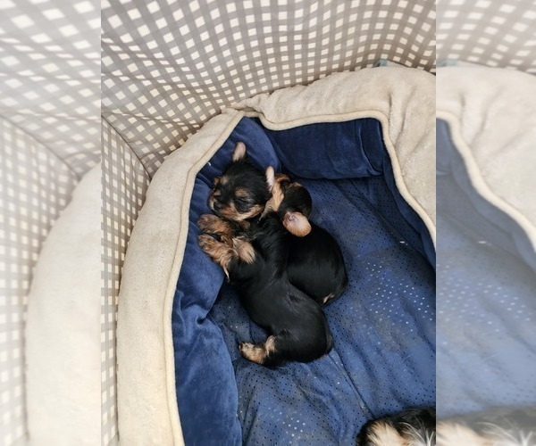 Medium Photo #9 Yorkshire Terrier Puppy For Sale in SALEM, OR, USA
