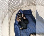 Small #8 Yorkshire Terrier