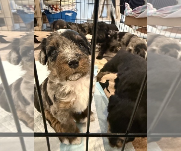 Medium Photo #4 Aussie-Poo-Bernedoodle Mix Puppy For Sale in LEXINGTON, SC, USA