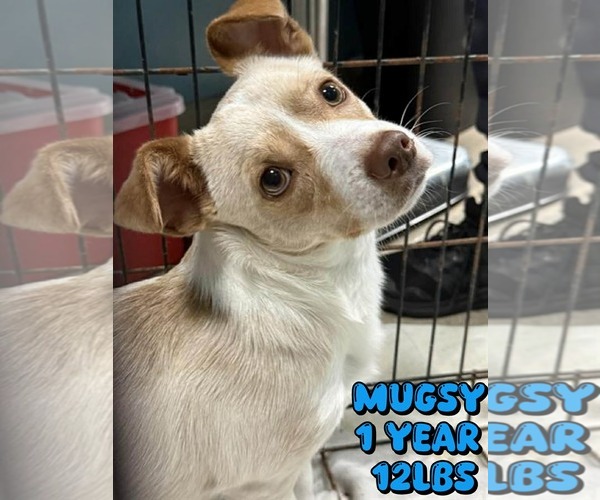 Medium Photo #1 Chihuahua-Unknown Mix Puppy For Sale in Woodbury, NY, USA