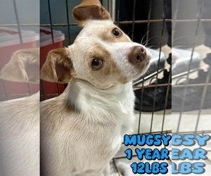 Chihuahua-Unknown Mix Dogs for adoption in Woodbury, NY, USA