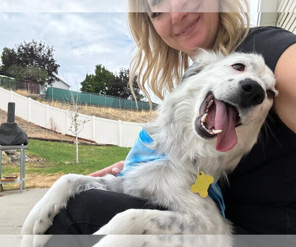Medium Photo #12 Australian Shepherd-Unknown Mix Puppy For Sale in Sandy, UT, USA