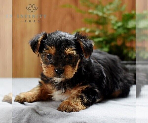 Medium Photo #3 Yorkshire Terrier Puppy For Sale in LOGANTON, PA, USA
