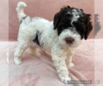 Small #8 Lagotto Romagnolo