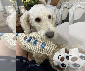 Pearl - Female Labradoodle Dog for Adoption - Photo #2