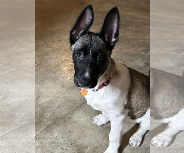 Medium Photo #7 German Shepherd Dog Puppy For Sale in Seattle, WA, USA