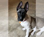 Small #6 German Shepherd Dog