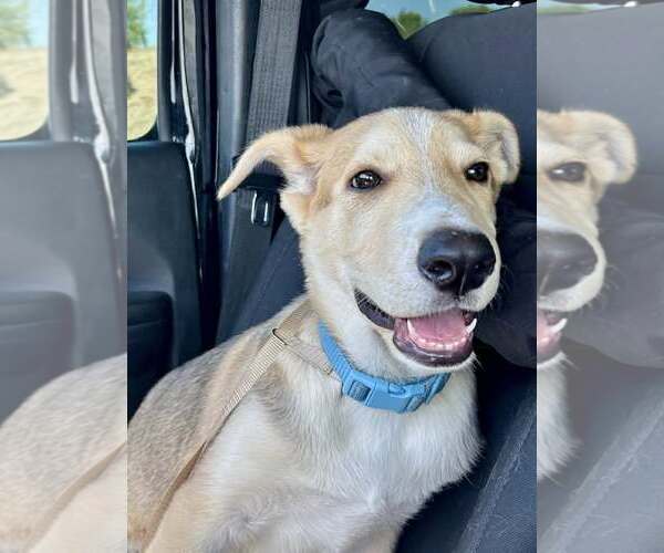 Medium Photo #3 Carolina Dog-Whippet Mix Puppy For Sale in Cave Creek, AZ, USA