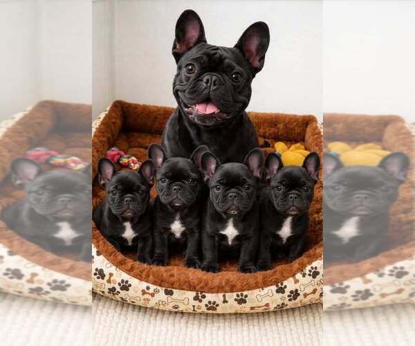 Medium Photo #1 French Bulldog Puppy For Sale in MEMPHIS, TN, USA