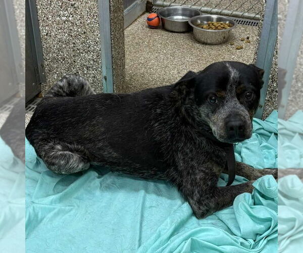 Medium Photo #2 Mutt Puppy For Sale in Martinsburg, WV, USA