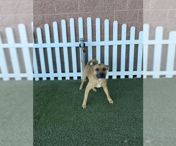 Medium Photo #1 German Shepherd Dog-Unknown Mix Puppy For Sale in Modesto, CA, USA