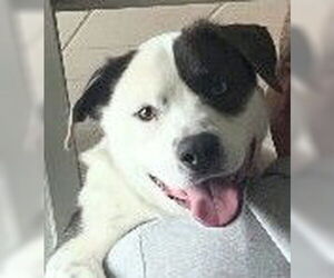 Mutt Dogs for adoption in Plainfield, IL, USA