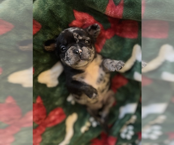 Medium Photo #3 French Bulldog Puppy For Sale in BONNEAU, SC, USA