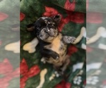 Small #2 French Bulldog