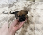 Small Photo #3 Cane Corso-German Shepherd Dog Mix Puppy For Sale in FERNLEY, NV, USA
