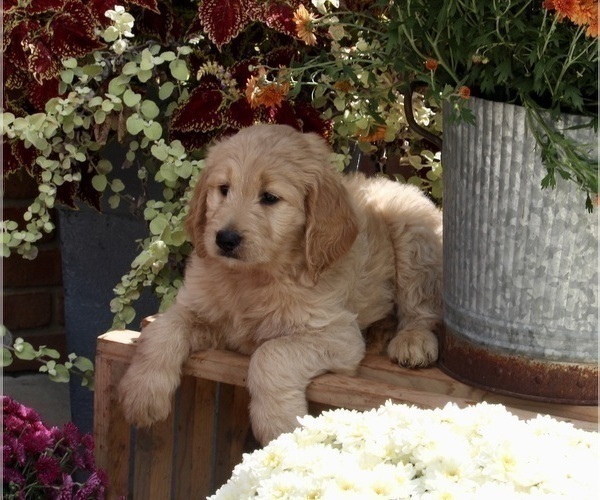 Full screen Photo #4 Goldendoodle Puppy For Sale in FREDERICKSBURG, OH, USA