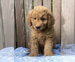 Small Photo #6 Goldendoodle (Miniature) Puppy For Sale in BURKESVILLE, KY, USA