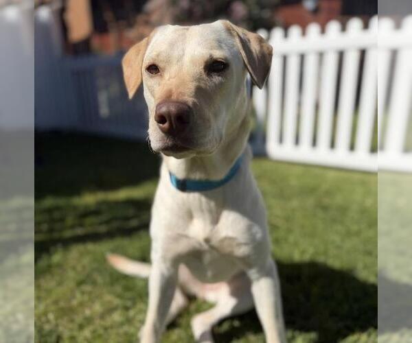 Medium Photo #3 Labrador Retriever-Unknown Mix Puppy For Sale in San Diego, CA, USA