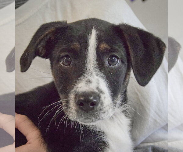 Medium Photo #2 Beagle-Unknown Mix Puppy For Sale in Huntley, IL, USA