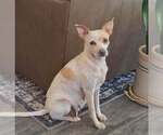 Marge - Female Chihuahua-Unknown Mix Dog for Adoption - Small photo