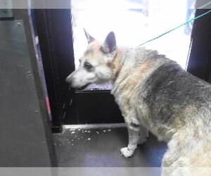 German Shepherd Dog Dogs for adoption in Tulsa, OK, USA