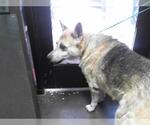 Small German Shepherd Dog