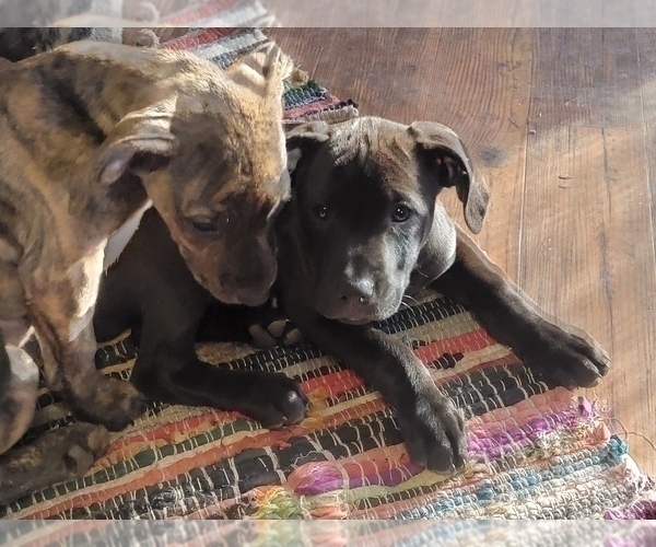 Medium Photo #2 Catahoula Leopard Dog Puppy For Sale in CLAREMONT, NC, USA