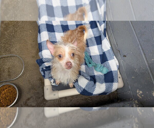 Medium Photo #3 Chihuahua Puppy For Sale in Evansville, IN, USA