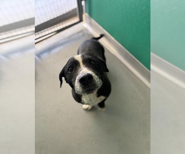 Medium Photo #1 Basset Hound-Unknown Mix Puppy For Sale in Visalia, CA, USA