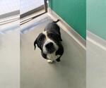 Small Basset Hound Mix