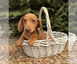 Dachshund Puppy for Sale in MIDDLEBURY, Indiana USA