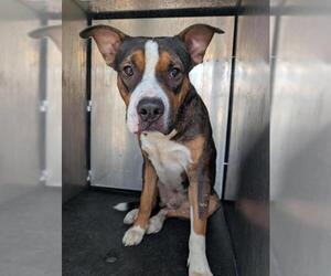 American Staffordshire Terrier-Unknown Mix Dogs for adoption in San Antonio, TX, USA