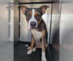 Small American Staffordshire Terrier Mix