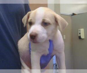Mutt Dogs for adoption in Sacramento, CA, USA