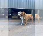 Small #1 Labrador Retriever Mix