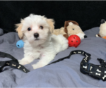 Small Photo #1 Maltese Puppy For Sale in RALEIGH, NC, USA