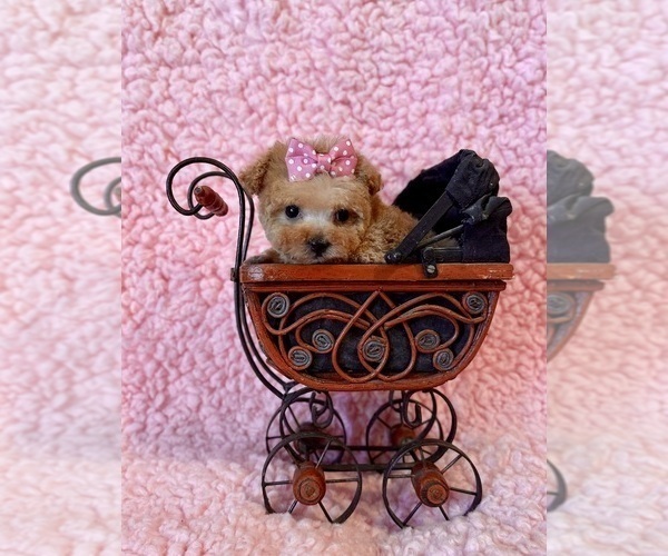 Medium Photo #1 Poodle (Toy) Puppy For Sale in REDLANDS, CA, USA