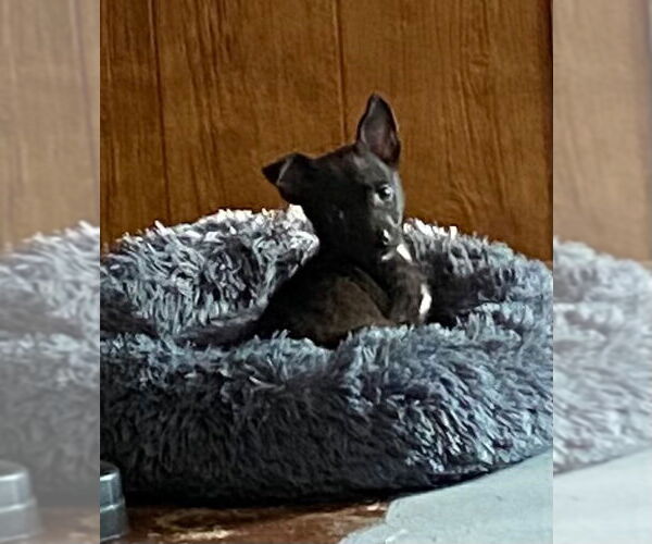 Medium Photo #7 Chiranian Puppy For Sale in Oakhurst, NJ, USA