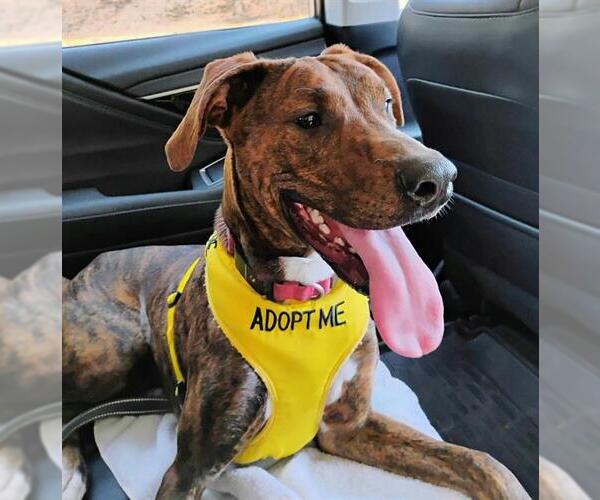 Medium Photo #2 Plott Hound-Unknown Mix Puppy For Sale in Sacramento, CA, USA