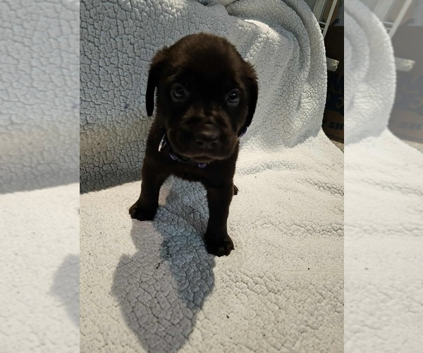 Medium Photo #7 Labrador Retriever Puppy For Sale in Gagetown, MI, USA
