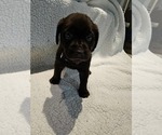 Small #2 Labrador Retriever